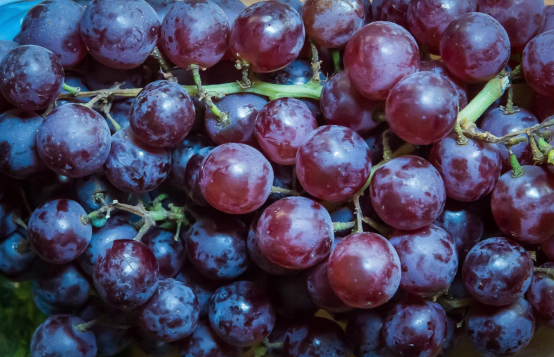 Les cépages Syrah et Grenache Les cépages Syrah et Grenache